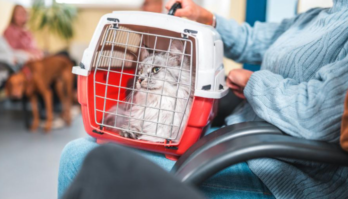 How to Detect FIP in Cats Without Ascites