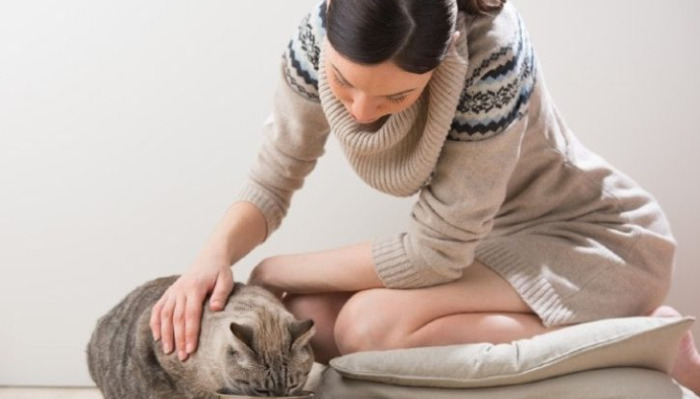 Does a Cat’s Emotional State Affect FIP Recovery