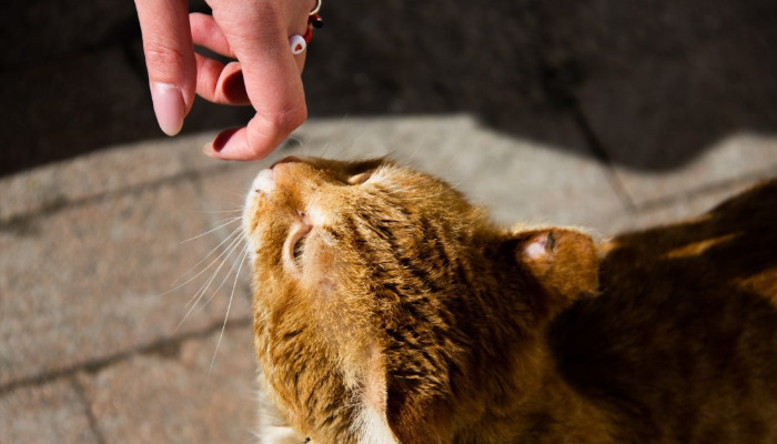 How to differentiate between dry and wet feline infectious peritonitis (FIP)