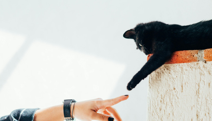 How Is FIP Treated in Cats