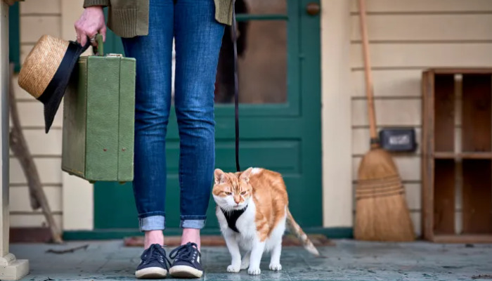 Does FIP Cause Behavioral Changes in Cats