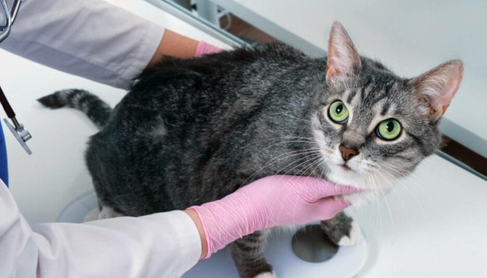 Is Lethargy the Only Symptom in Early FIP