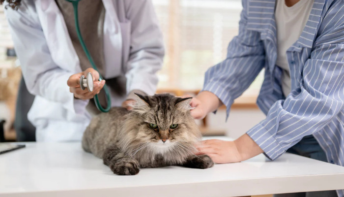 FIP Treatment for Severe Cases