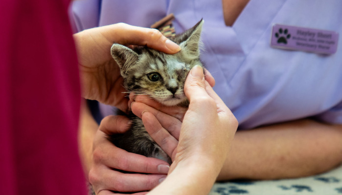 Can FIP be cured in its later stages