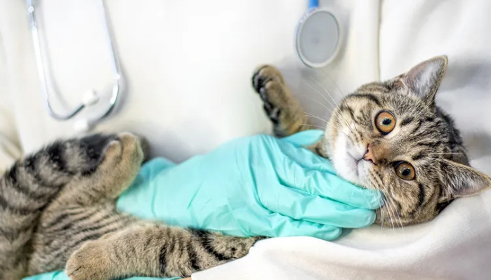 Can FIP Be Diagnosed Based on Symptoms Alone