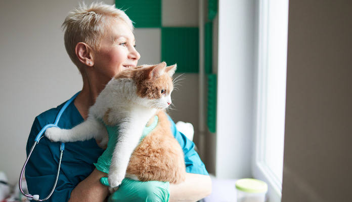 Is a Cat Considered Cured After FIP Treatment Ends