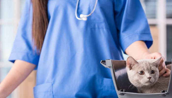 What kind of disease is FIP