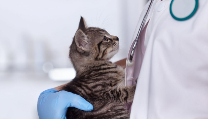 Can FIP Symptoms Be Monitored at Home