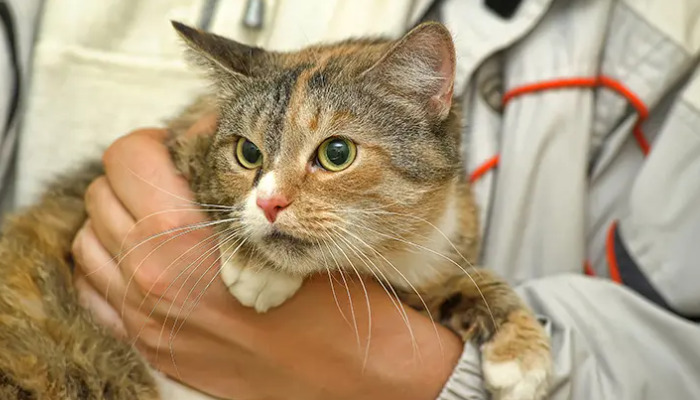 Should Cats Receive Vaccinations During FIP Treatment