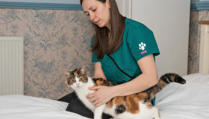 What Role Do Antiviral Medications Play in FIP Treatment