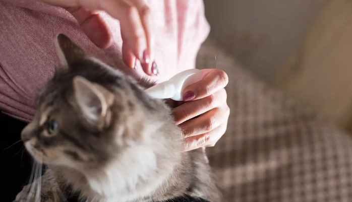 Does FIP Cause Persistent Low-Grade Fever