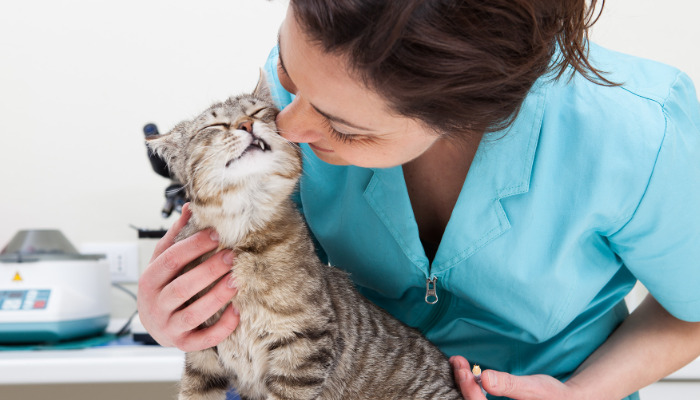 What Does the Color of Abdominal Fluid Indicate in FIP