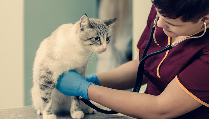 Is FIP the Same as Feline Coronavirus