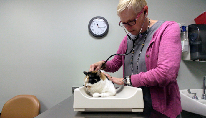 Is Fatigue Normal During FIP Medication Treatment