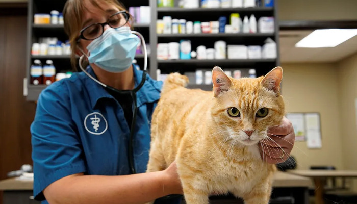 Under What Circumstances Are Cats Susceptible to FIP