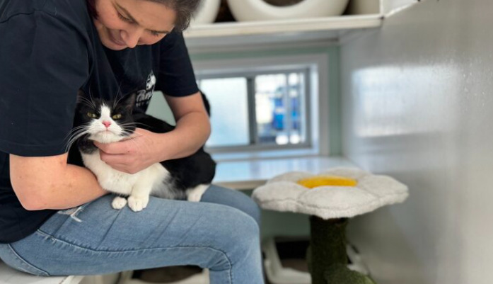 How to Tell If FIP Treatment Is Working