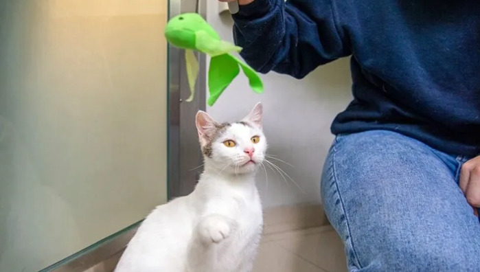 Ascites symptoms caused by feline infect