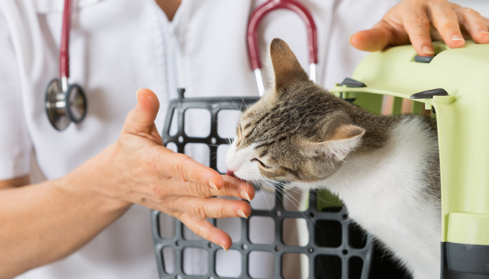 Is Lethargy Normal During FIP Treatment