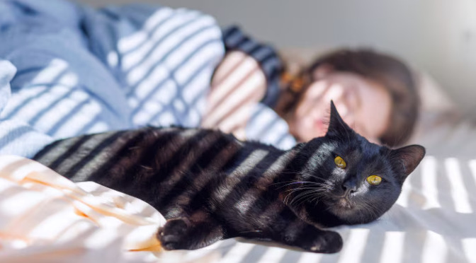 Can Cats Switch From Injections to Oral FIP Medication