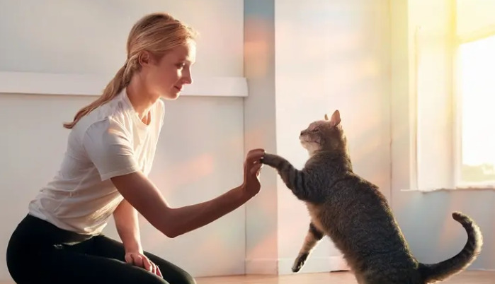 Is Weight Loss Normal During FIP Treatment