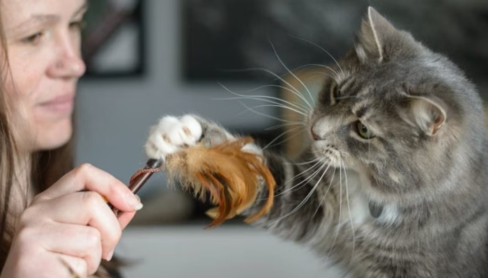 Can Improving a Cat’s Immune System Help Prevent FIP
