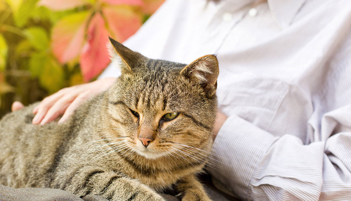 Should Owners Research FIP Treatment Information Themselves