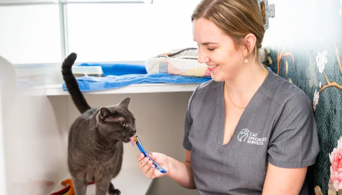 Which FIP Symptoms Require Immediate Veterinary Attention