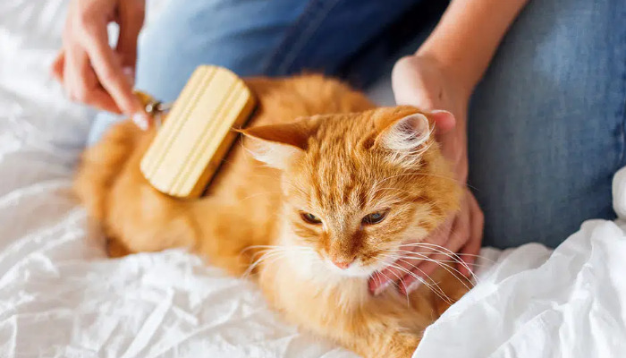 Can Ultrasound Help Diagnose FIP