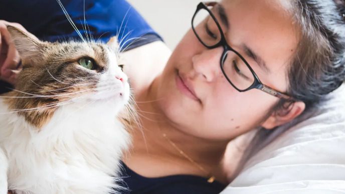 What should I do if my kitten gets FIP