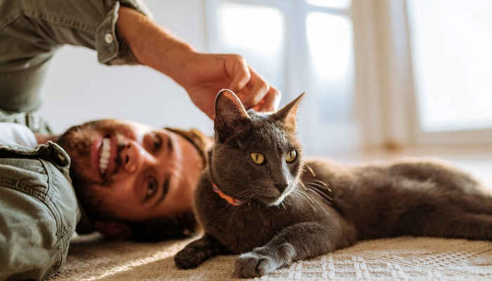 Can Cats Have FIP Without Ascites