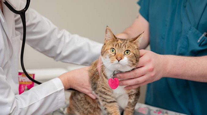 Why Do Cats With FIP Avoid Jumping