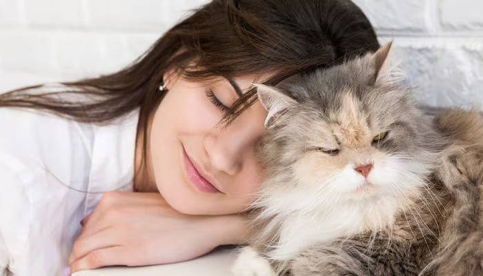 Is FIP Difficult to Diagnose in Cats