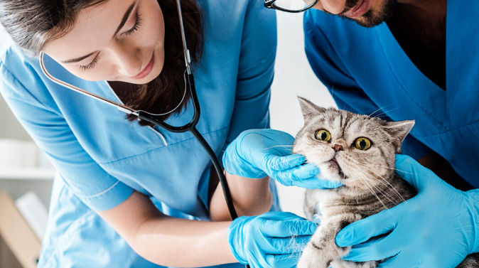 Where To Buy GS-441524 For Cats