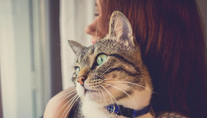 How to Reduce the Risk of FIP in Kittens