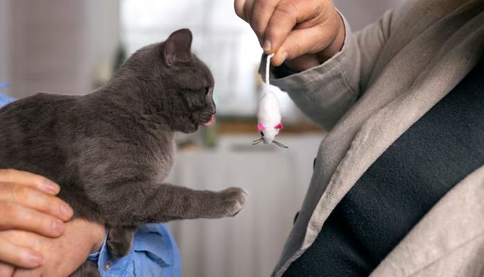 How To Improve Quality Of Life For Cats With FIP