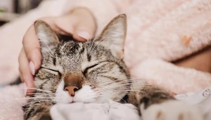 GS-441524 Treatment Success Stories From Cat Owners