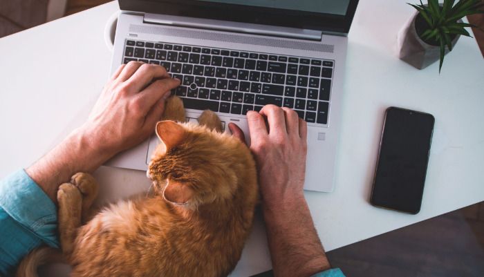 Is the FIP Vaccine Effective or Recommended