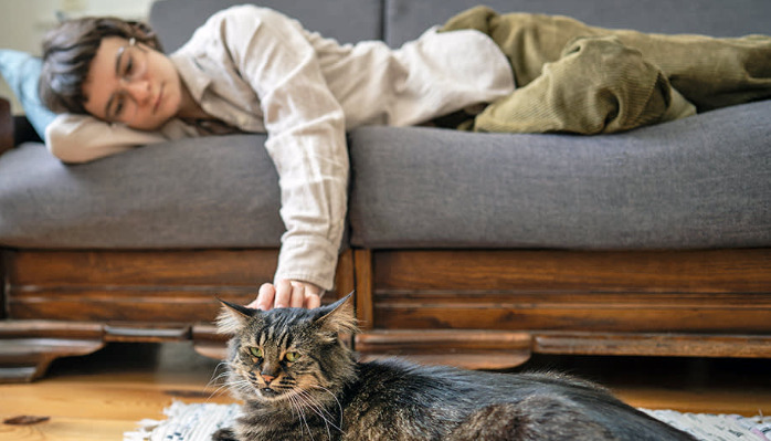 Homemade Care For FIP Cats