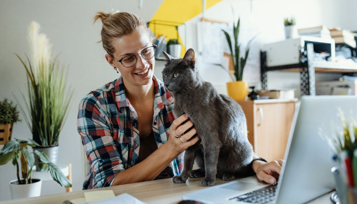 How to Interpret Blood Test Results When FIP Is Suspected