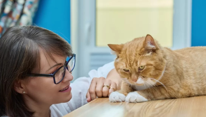 How To Reduce Inflammation In Cats With FIP