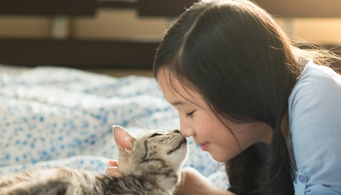 What Are the Chances of Curing Feline Infectious Peritonitis (FIP) With Medication