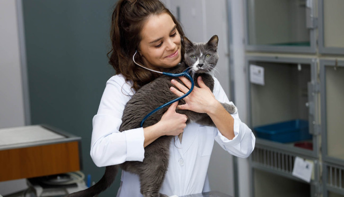 Will FIP Recur After Treatment