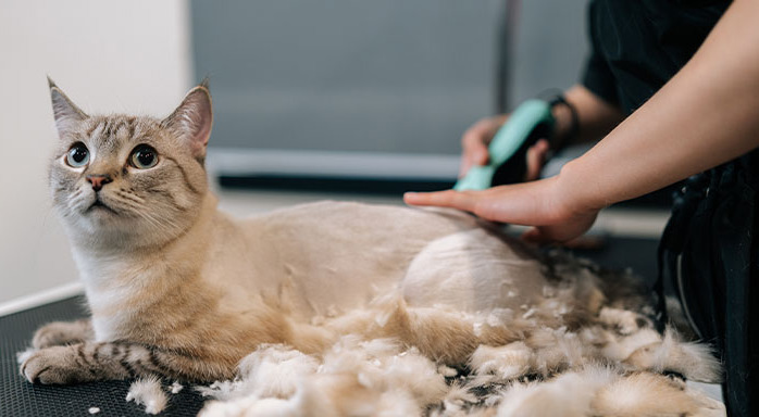 What Is the Success Rate of FIP Treatment in Cats