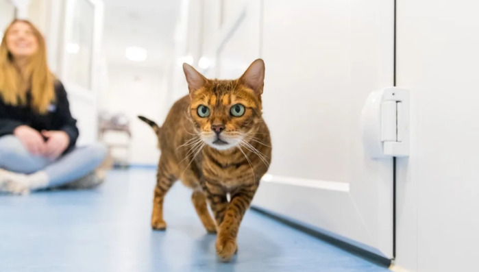 How Long Does FIP Medication Treatment Usually Last