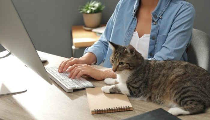 Can Early Signs of FIP Be Easily Missed