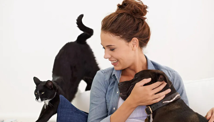 Does a Cat Need Special Care During FIP Treatment