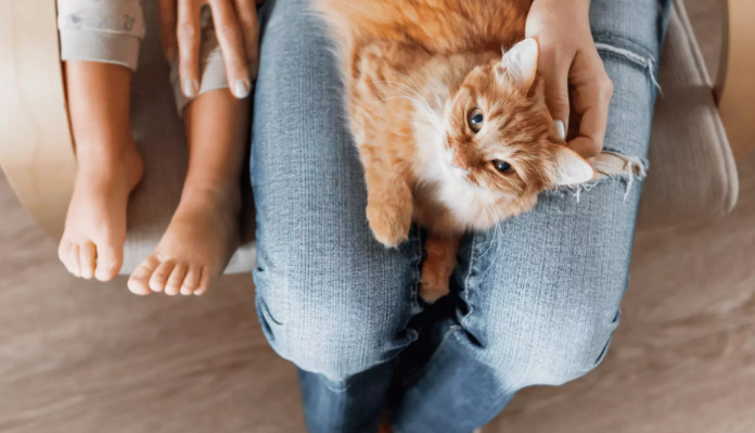 How to distinguish between FIP and a pregnant kitten