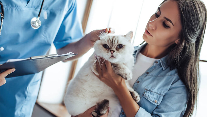 Should Further Testing Continue if the Cat Seems Stable