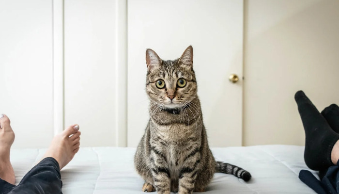 Is FIP Contagious Between Cats Living Together