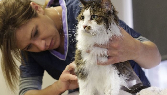 Is FIP Diagnosis More Difficult Than FIP Treatment